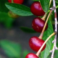 Вишенки. :: nadyasilyuk Вознюк Вишенки. :: nadyasilyuk Вознюк