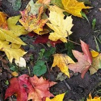 Яркая осень :: Мария - Maria