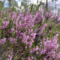 Вереск :: Ольга Савельева 