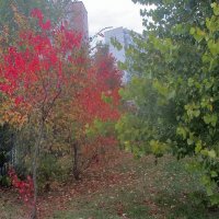 ..осенние краски.. :: galalog galalog