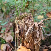 Осенний пенёк :: Ольга Осенний пенёк :: Ольга