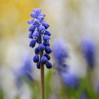 **** :: Андроник Александр 