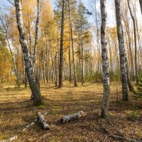 Осенний лес. :: Сергей Татаринов