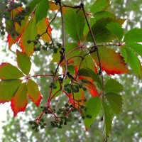 Девичий виноград :: Лариса С.