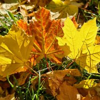 Кленовый листопад :: Nina Streapan