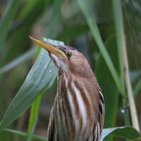 Начеку :: Георгий Бондаренко