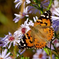 опять бабочки 3 :: Александр Прокудин опять бабочки 3 :: Александр Прокудин