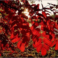 Про сентябрь... :: Aquarius - Сергей Про сентябрь... :: Aquarius - Сергей