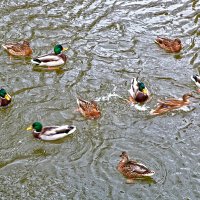 Уточки на речке Песочной :: Светлана Уточки на речке Песочной :: Светлана
