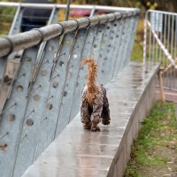 Хорошее настроение! :: Владимир Безбородов