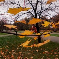 - Листья закружат и улетят - :: Татьяна Помогалова - Листья закружат и улетят - :: Татьяна Помогалова