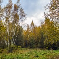 Осенний лес :: Сергей Цветков