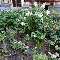 Цветы. :: Владимир Драгунский