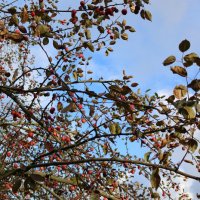 Осень на Елагином острове :: Ольга 