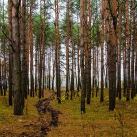 Сосны, как солдаты - на подбор :: Галина Ложечникова