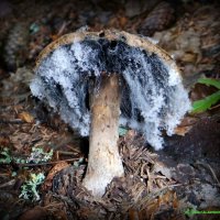 Про грибы-каннибалы, пожирающие другие грибы... :: Андрей Заломленков Про грибы-каннибалы, пожирающие другие грибы... :: Андрей Заломленков