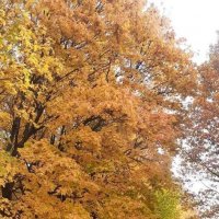 Осенью в Коломенском :: Елена Семигина