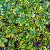 Мукдения осенняя :: Валерий Иванович