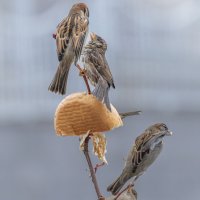 из жизни воробьев . :: юрий макаров из жизни воробьев . :: юрий макаров