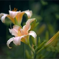 Лето :: ZNatasha -