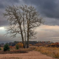 Морские дубки :: skijumper Иванов