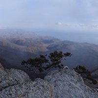 Природа Крыма :: Amazing Cosmea