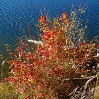 Побережье лесного озера :: Рита Симонова