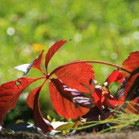 Осенний этюд :: Галина Ильясова