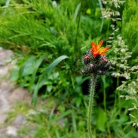 красный цветок :: Владимир красный цветок :: Владимир