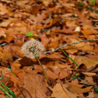 Лучше поздно,чем никогда. :: Lucy Schneider 