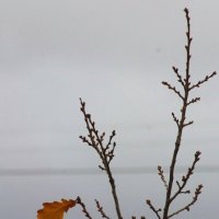 "Ну, что братцы - летим, пока ветер попутный ?" :: Юрий Куликов