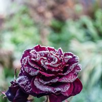 Иней :: Андрей Щетинин