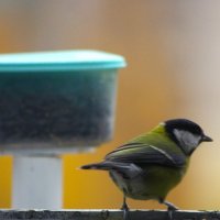 Столовая, увы, закрыта... на сегодня... :: Юрий Куликов