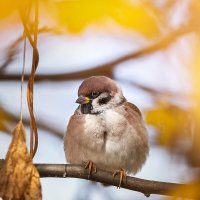 Воробей :: Alex Bush