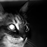 *** :: Сергей Сергеев