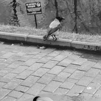 Не кормите лебедей! :: Любимова Ольга 