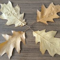 Четыре листочка остролистного дубочка :: Дмитрий Никитин