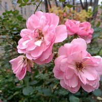 Нежное прощание октября :: Мария Васильева