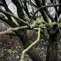 Ветви :: Любовь 