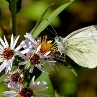 опять бабочки 6 :: Александр Прокудин