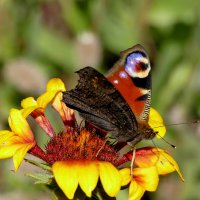 опять бабочки 9 :: Александр Прокудин