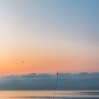 Нежное утро :: Ирина 