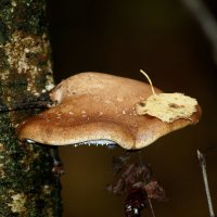 Осенний мотив :: Леонид leo