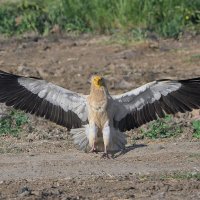 размах крыльев :: Maxim Lanin