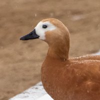 Под дождем. :: Владимир Безбородов