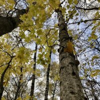 Средь берёз и клёнов… :: Любовь 