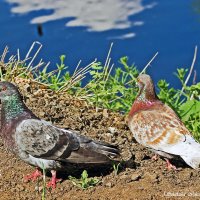 Голуби :: Светлана Ищенко