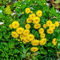 Осеннее созвездие хризантем :: Валерий Иванович Осеннее созвездие хризантем :: Валерий Иванович