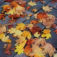 Отшуршал вялых листьев хоровод. :: Татьяна Помогалова