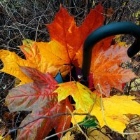 Букетик Октября. :: Татьяна Помогалова